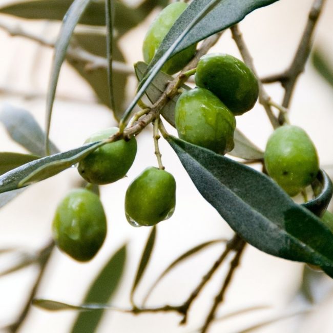 Olive Oil Macronutrients & Calories